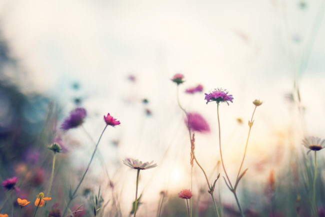 Summer Meadow
